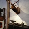 New hunting trophy of a huge wapiti.