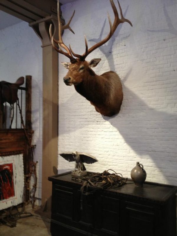 New hunting trophy of a huge wapiti.