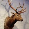 New hunting trophy of a huge wapiti.