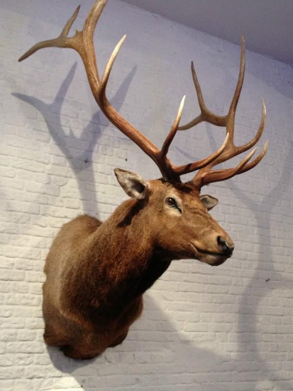 New hunting trophy of a huge wapiti.