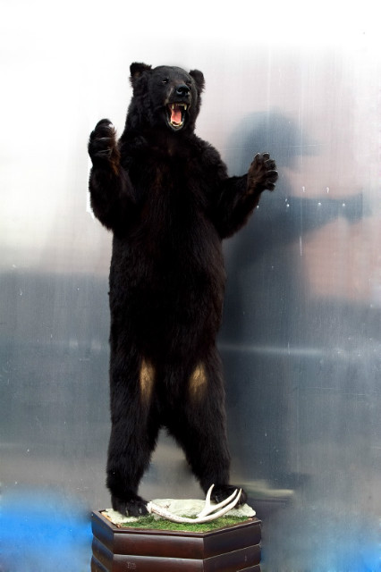 Grote opgezette zwarte beer op een houten console