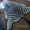 Mooie grote zebrahuid, afgewerkt met zwart vilt. Zebravel.