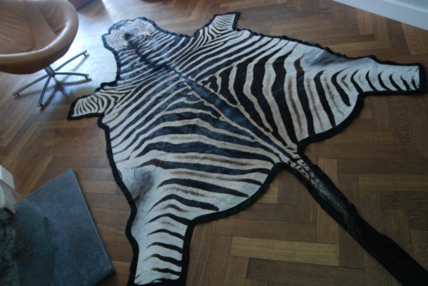 Fresh big zebra skin, beautifully finished with felt