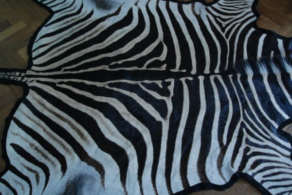 Fresh big zebra skin, beautifully finished with felt