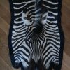 Mooie grote zebrahuid, afgewerkt met zwart vilt. Zebravel.