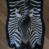 Fresh big zebra skin, beautifully finished with felt