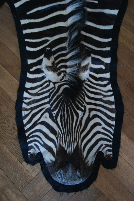 Mooie grote zebrahuid, afgewerkt met zwart vilt. Zebravel.
