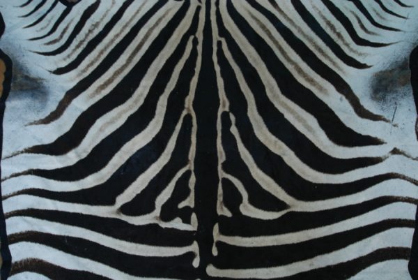 Fresh big zebra skin, beautifully finished with felt