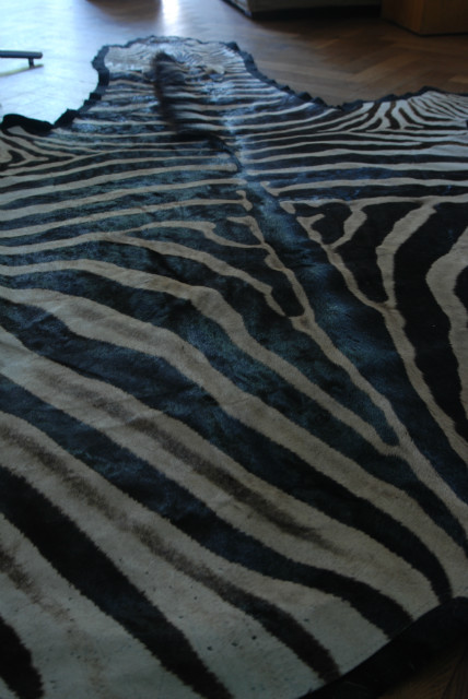Fresh big zebra skin, beautifully finished with felt