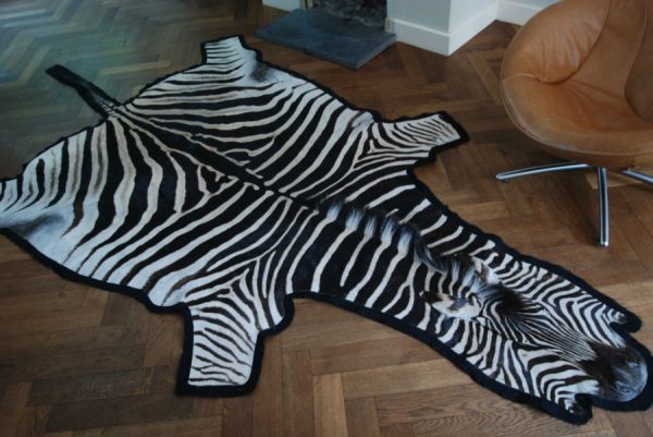 Fresh big zebra skin, beautifully finished with felt