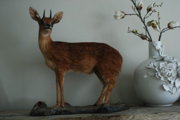 Nice full mount of a steenbok.