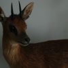 Nice full mount of a steenbok.