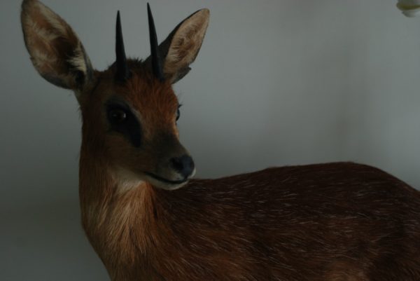 Nice full mount of a steenbok.