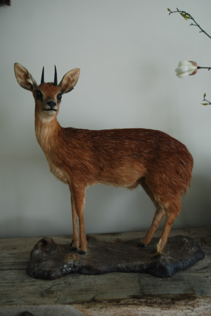 Nice full mount of a steenbok.