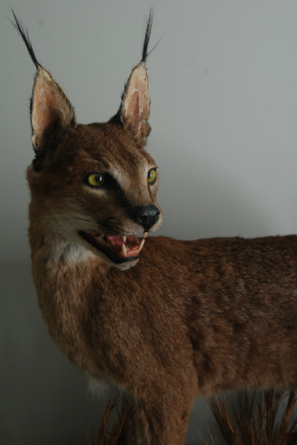 Nice full mount of a caracal.