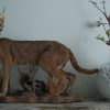 Fullmount male Lion. Stuffed lion excelent taxidermy.