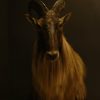 Old vintage trophy head of a Fallow deer.