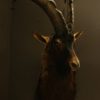 Impressive trophy head of a sabelantilope.