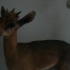 Nice full mount of a Dik-dik