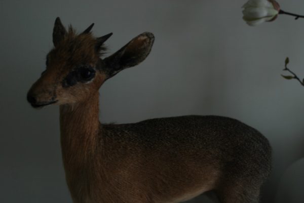 Mooie opgezette dik-dik