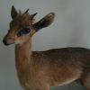 Nice full mount of a Dik-dik