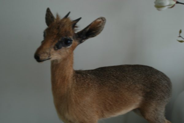 Mooie opgezette dik-dik