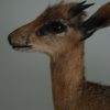 Nice full mount of a Dik-dik