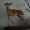 Nice full mount of a Dik-dik