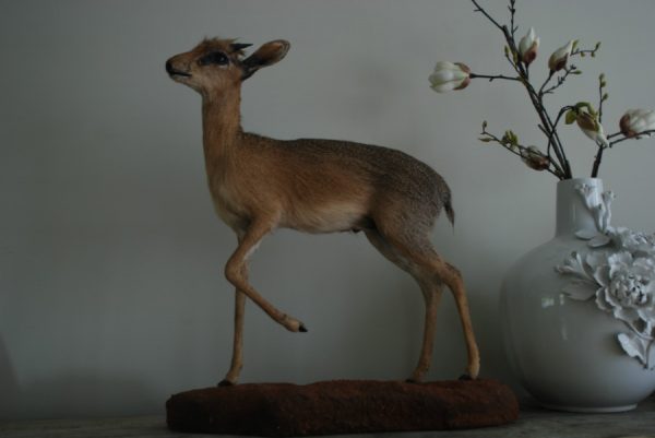 Nice full mount of a Dik-dik