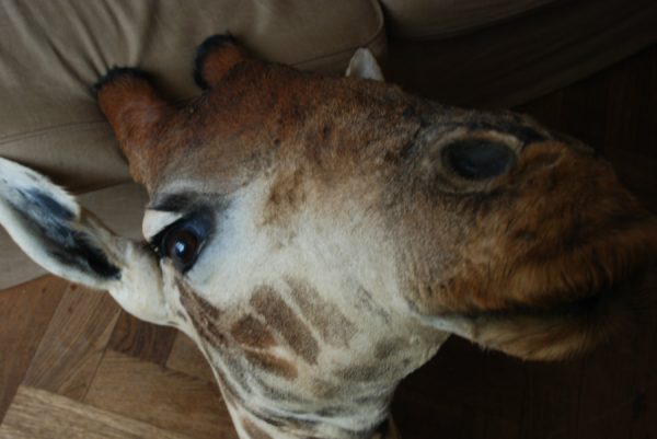 Opgezette kop van een giraf.