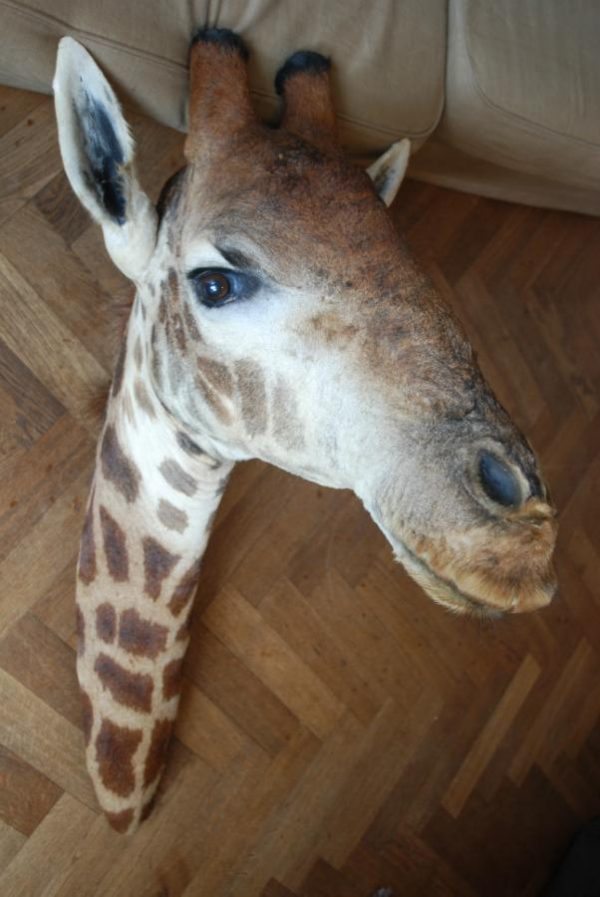 Opgezette kop van een giraf.