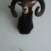 Old stuffed head of a huge mouflon ram.