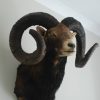 Oude opgezette kop van een kapitale mouflon ram.