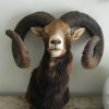 Old stuffed head of a huge mouflon ram.