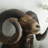 Oude opgezette kop van een kapitale mouflon ram.