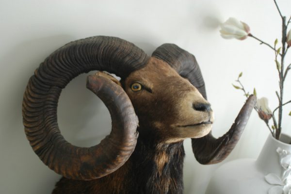 Oude opgezette kop van een kapitale mouflon ram.