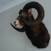 Old stuffed head of a huge mouflon ram.