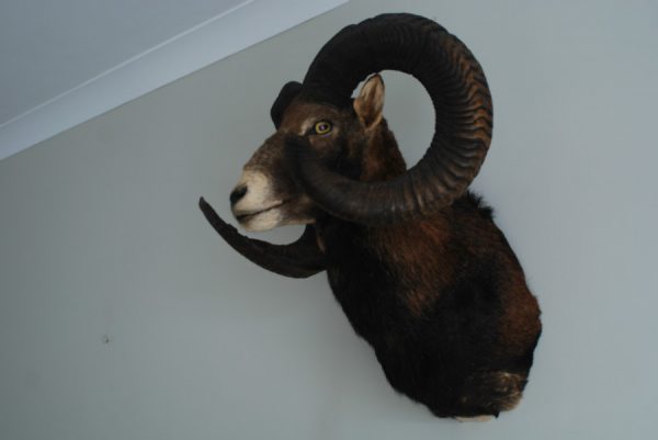 Oude opgezette kop van een kapitale mouflon ram.