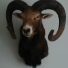 Old hunting trophy of an enormous mouflon ram.