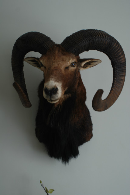 Old hunting trophy of an enormous mouflon ram.