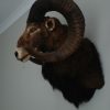 Old hunting trophy of an enormous mouflon ram.