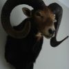 Old trophy head of a massive mouflon ram.