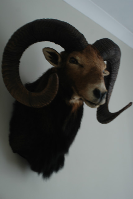 Oude jachttrofee van een kapitale mouflon ram.
