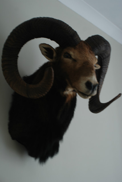 Old hunting trophy of an enormous mouflon ram.