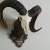Skull of a mouflon ram.