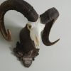 Schedel van een mouflon ram.