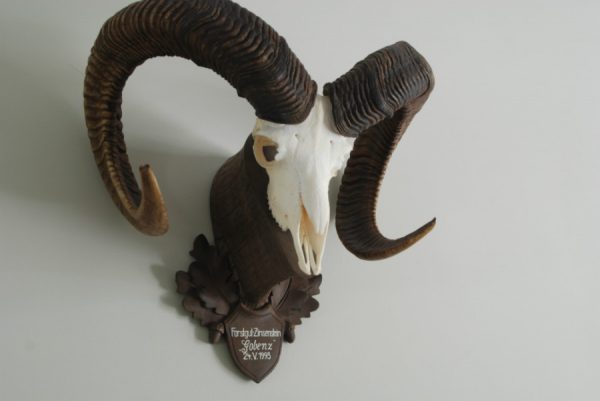 Schedel van een mouflon ram.