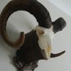 Schedel van een mouflon ram.