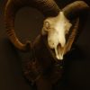 Skull of a mouflon ram.