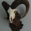 Skull of a mouflon ram.